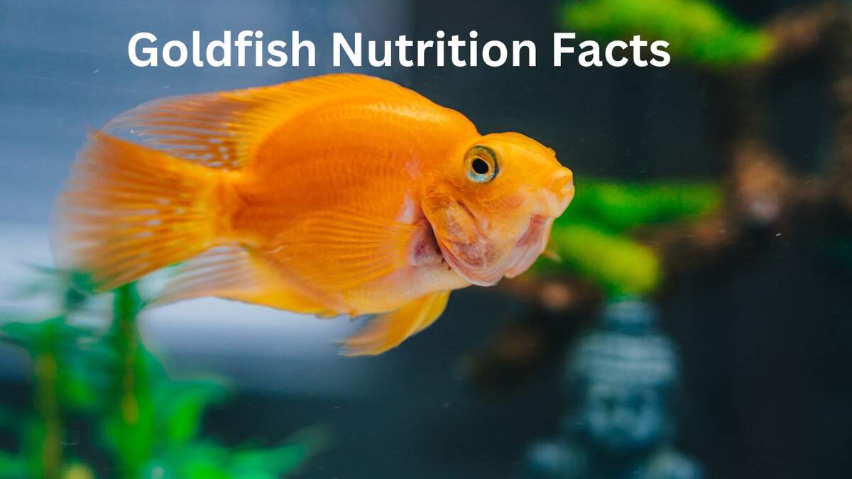 Goldfish Nutrition Facts