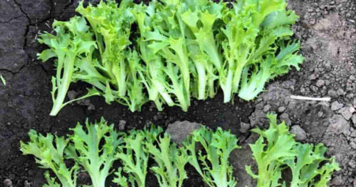 Baby Lettuce