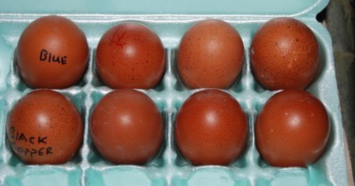 Black Copper Maran Eggs Uncover The Power Of This Rare Delicacy Nutritionzx