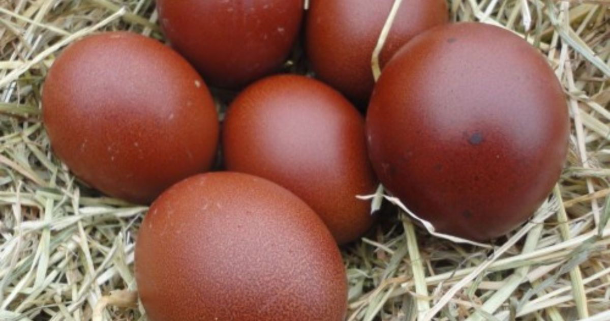 Black Copper Maran Eggs Uncover The Power Of This Rare Delicacy