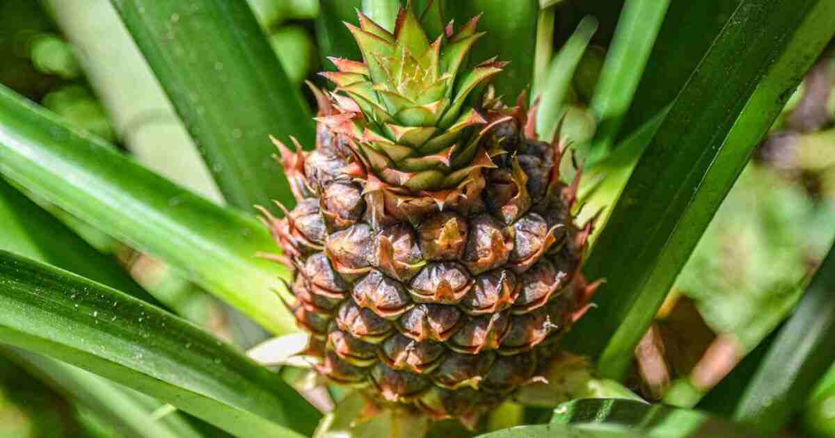 Pineapple What Are The Best Benefits Of Pineapple Sexually 5490