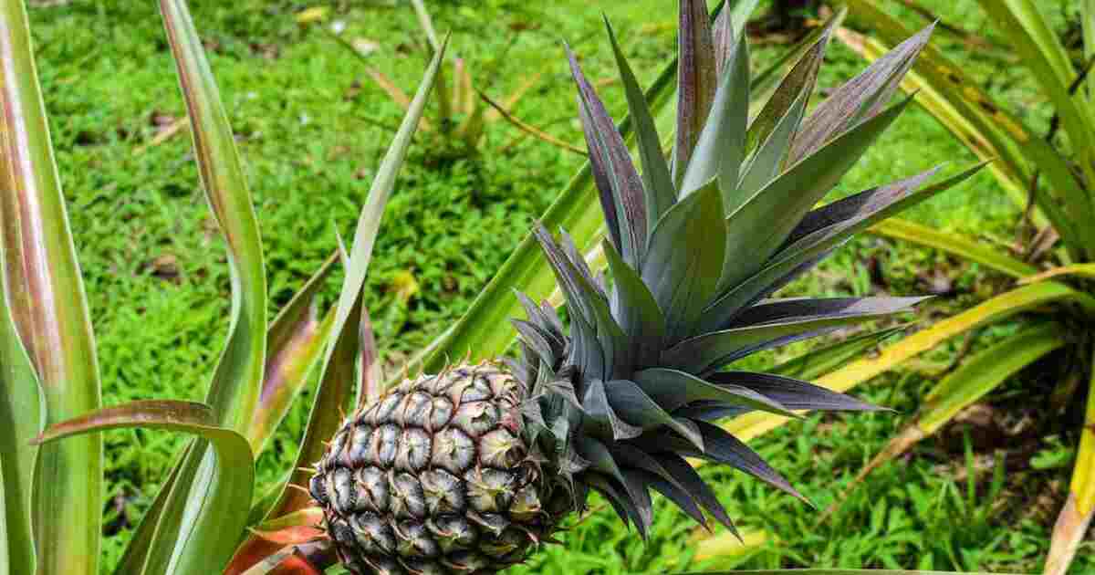 Benefits Of Pineapple Sexually