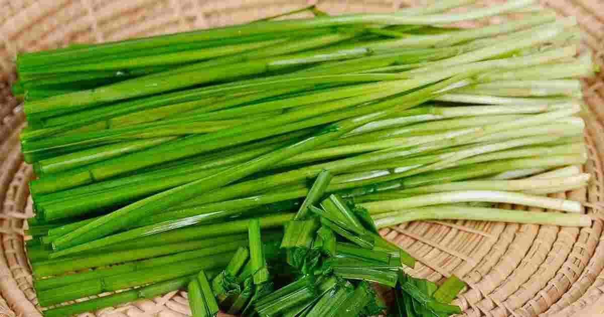 Why Bohemia Onion is the Secret Ingredient Your Kitchen Needs