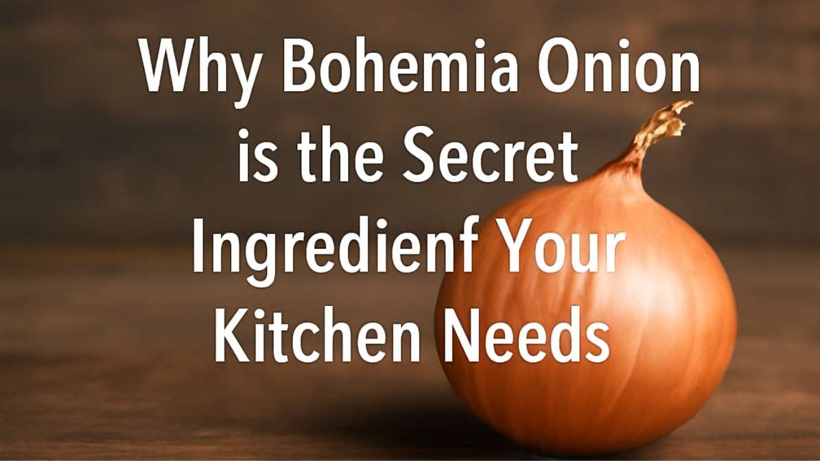 Bohemia Onion