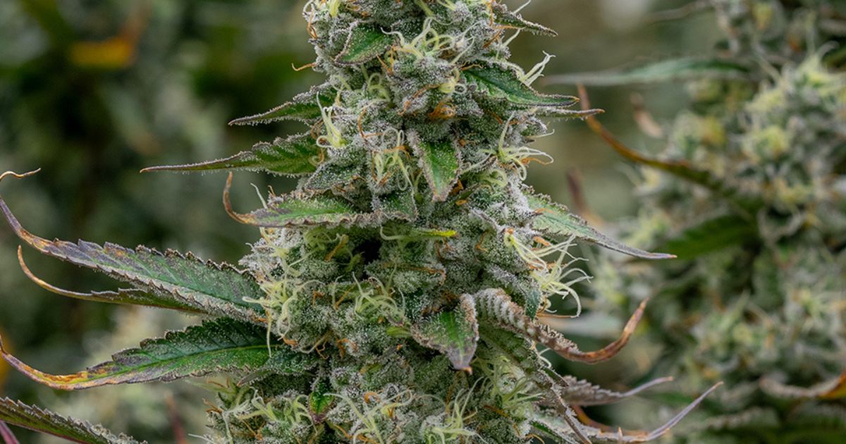 Sour Garlic Cookies Strain Unleashing the Potent Flavor