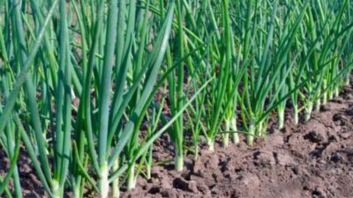 Why Bohemia Onion is the Secret Ingredient Your Kitchen Needs