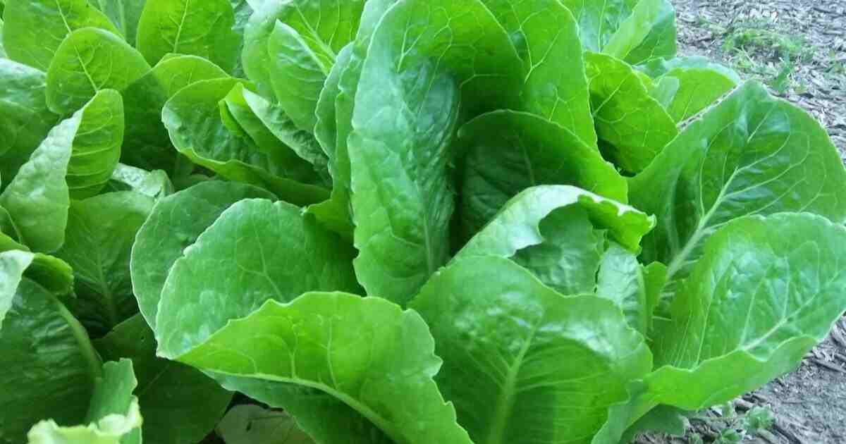 Parris Island Lettuce Power