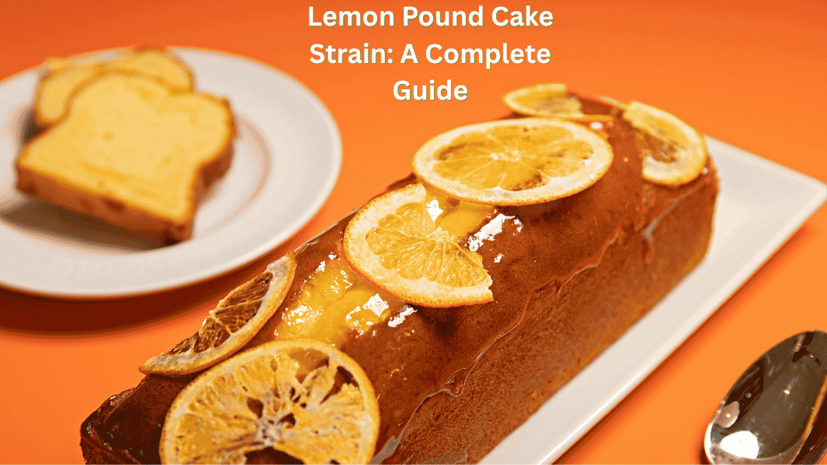 Lemon Pound Cake Strain: A Complete Guide