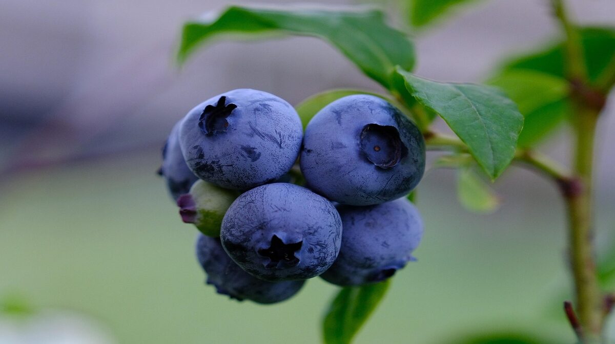 Blueberries and Diabetes